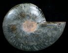 Beautiful Black Ammonite - Inches (Half) #4538-2